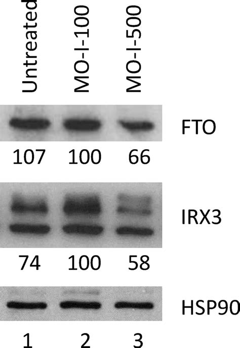 Reduced Fto And Irx Protein Levels Upon Mo I Treatment Of Sum