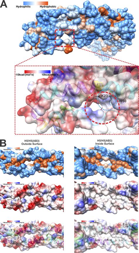 Crystal Structure Of C Terminal Truncated Apolipoprotein A I Reveals