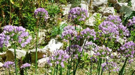 Giardino Botanico Alpino "Esperia" - Alchetron, the free social ...