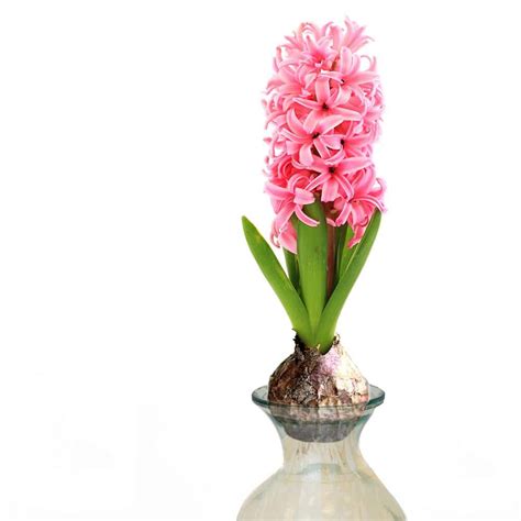 Van Zyverden Pink Hyacinth Kit With Clear Artisan Glass The