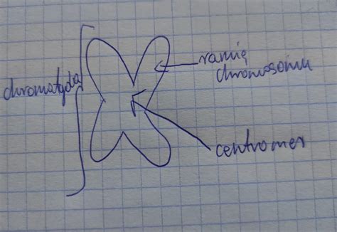 Wykonaj Rysunek Chromosomu I Podpisz Jego Wysztkie Elementy Brainly Pl