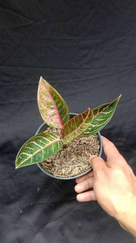 Aglaonema Pride Of Sumatra 45905 Furniture Home Living Gardening