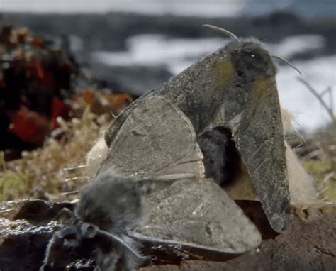 Arctic Woolly Bear Moth: It Takes Them 7 – 14 Years to Mature - Odd Facts