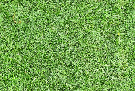 Grass Texture 02 By Simoonmurray On Deviantart Atelier Yuwaciaojp