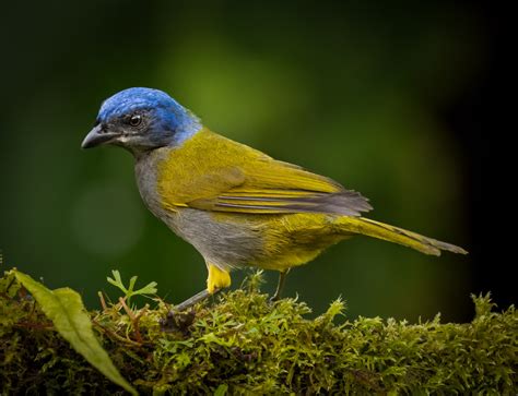 Blue Capped Tanager Owen Deutsch Photography