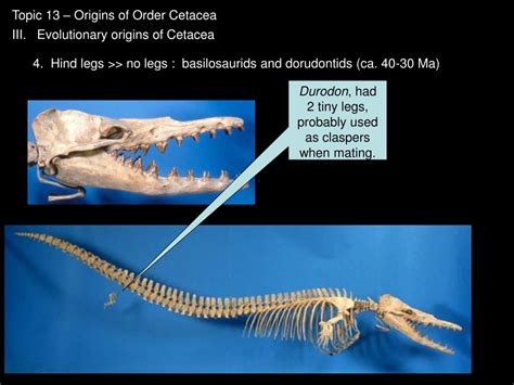 PPT - Topic 13 – Origins of Order Cetacea PowerPoint Presentation, free download - ID:1316739