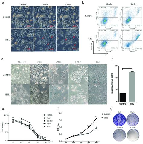 Hbl Rapidly Kills Various Cancer Cells With High Concentrations And