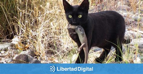 Los Cient Ficos Explican Por Qu Los Gatos Callejeros Que Protege La