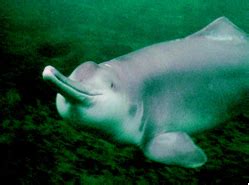 Baiji, Yangtze River Dolphin – Discovery of Sound in the Sea