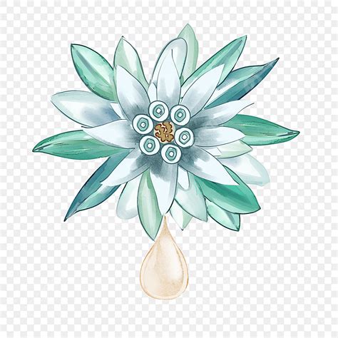 Edelweiss Water PNG Vector PSD And Clipart With Transparent