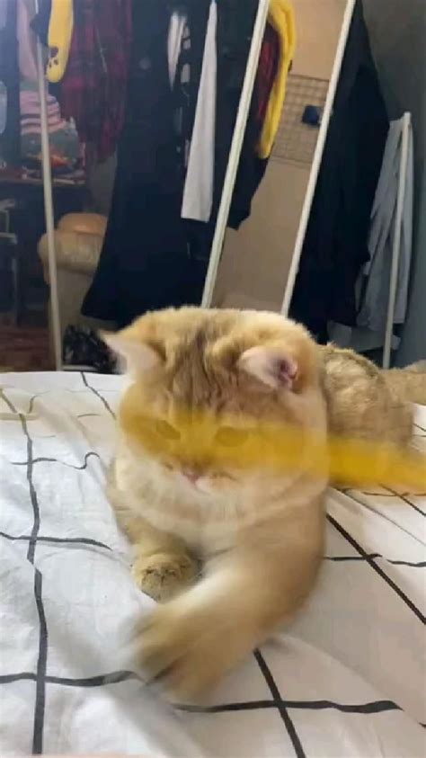 котенок ра | Котенок, Милые тексты, Животные