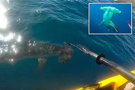 Kayaker Battles Furious Hammerhead Shark Intent On Eating His Boat