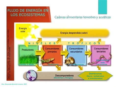 Propiedades Emergentes De Los Ecosistemas Y Bioacumulacion PPT