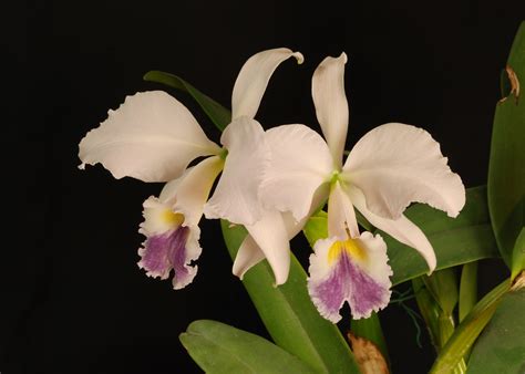 Cattleya Labiata F Coerulea Classic Cattleya Species From Flickr