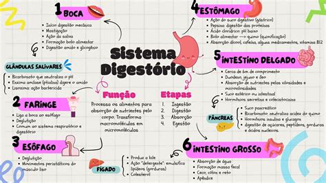 Mapa Conceitual Sistema Digestório Retoedu