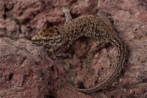 Island Night Lizard Xantusia Riversiana Reticulata Neonate A Photo