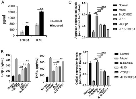 UCMSCs Inhibited The Inflammatory Process Of OA By Secreting IL 10 And