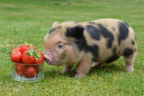 Freedawn Scientia Micro Pig Teacup Pig Tiny Pig Information Facts