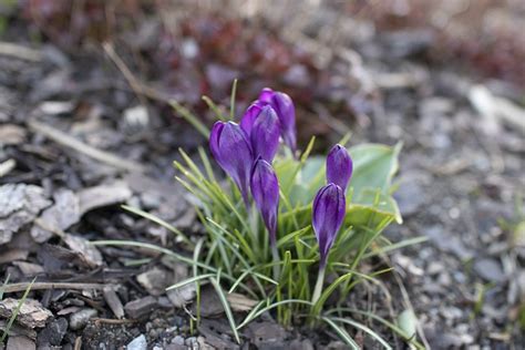 Crocus Safran Le Printemps La Photo Gratuite Sur Pixabay Pixabay