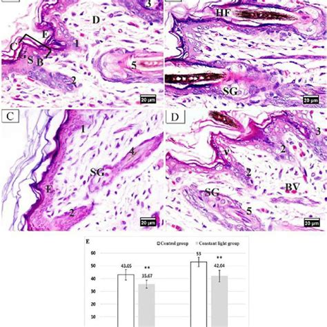 Photomicrographs Of H E Stained Sections Of Dorsal Skin Of Neonate