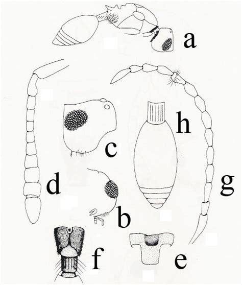 Gymnopria Minima Loiácono Hembra Y Macho A Vista Lateral B Cabeza Download Scientific