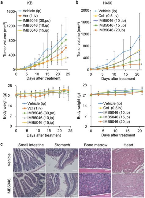 A Novel Nitrobenzoate Microtubule Inhibitor That Overcomes Multidrug