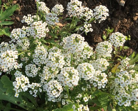 Sweet Alyssum How To Grow Sweet Alyssum Bloomybliss