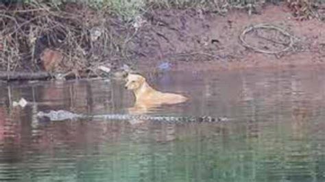 Kisah Unik Anjing Diselamatkan Tiga Ekor Buaya Saat Menyelamatkan Diri