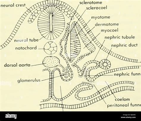 Chordate Morphology Morphology Animals Chordata Somatopleure