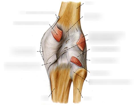 Knee Joint Diagram | Quizlet