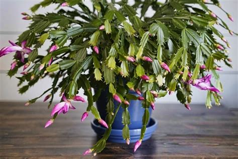 How To Care For The Colorful Christmas Cactus The Habitat