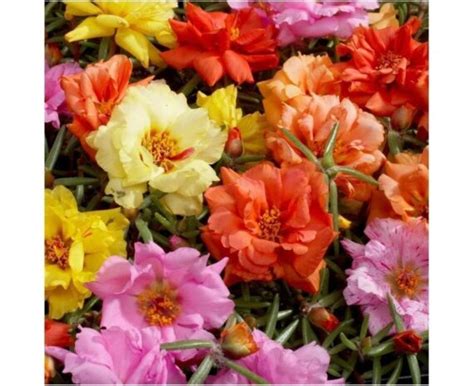 Portulaca Grandiflora Cv Portulaca Extra Double Mixed Seeds X