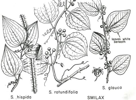 Greenbrier Spp Woody Plants Of Ohio