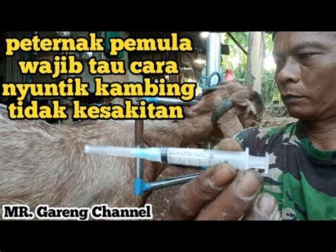 Peternak Pemula Wajib Tau Cara Nyuntik Kambing Agar Tidak Kesakitan