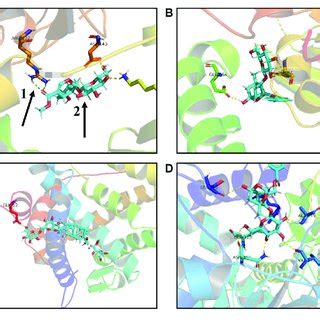 Figure Schematic Diagram Of Molecular Docking Results A Loganin