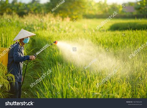 Pesticides Spray Rice Images Stock Photos Vectors Shutterstock