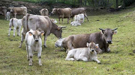 Catalunya Declarada Lliure De Tuberculosi Bovina F Rum Ad