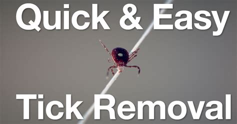 Quick and Easy Tick Removal | Hometalk