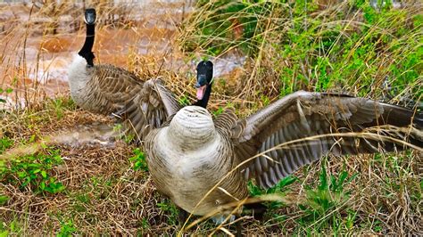 How To Avoid Getting Attacked By A Goose Popular Science