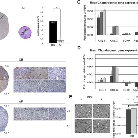 Osteogenic And Adipogenic Differentiation Of Cb Mscs And Af Mscs A