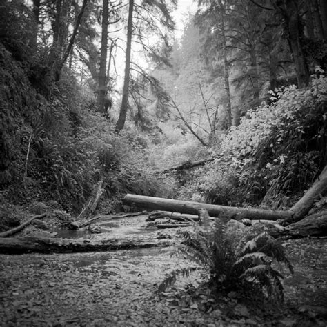 How to photograph the Fern Canyon (Redwoods National Park) — aows