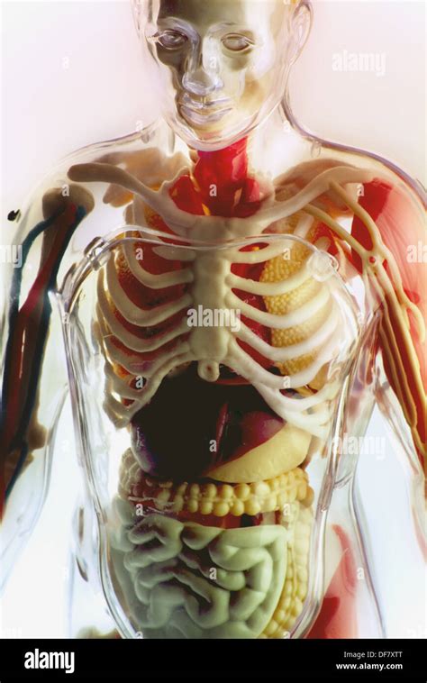 See through human figure hi-res stock photography and images - Alamy