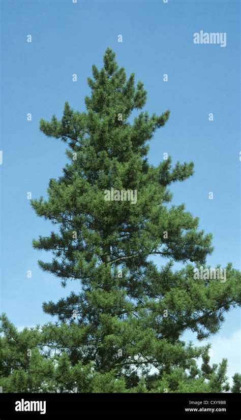 Japanese Black Pine Pinus Thunbergii Pinaceae Stock Photo Alamy