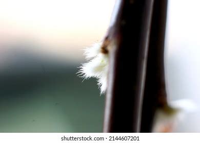 Weeping Pussy Willow Tree Over Royalty Free Licensable Stock