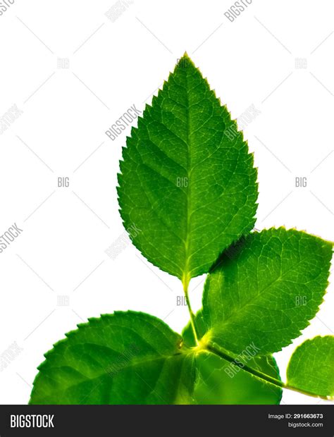 when is best time to plant a tree 12