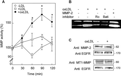 Role For Matrix Metalloproteinase 2 In Oxidized Low Density Lipoprotein