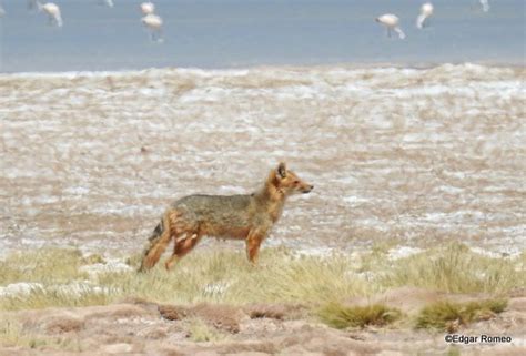 Zorro Colorado Lycalopex Culpaeus EcoRegistros