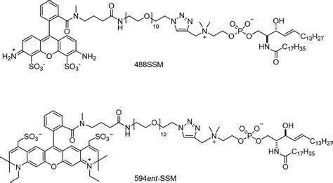 Chemical Structures Of Atto488 Labeled D Erythro N Stearoyl Download Scientific Diagram