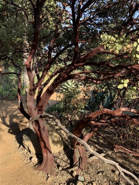 Arctostaphylos Ruth Bancroft The Ruth Bancroft Garden Nursery