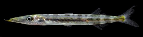 Juvenile Barracuda